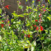 Scarlet Sage flowers - (Salvia coccinea)