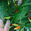 Ripening Tabasco Peppers  - (Capsicum frutescens)
