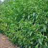 Tabasco Heirloom Peppers  on the bush - (Capsicum frutescens)