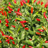 Ripe Tabasco Peppers - (Capsicum frutescens)
