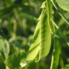 Young Alaska Pea Pods - (Pisum sativum)