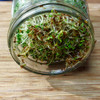 Alfalfa Sprouting Seeds
