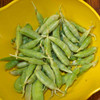 Sugar Ann Snap Peas - (Pisum sativum)