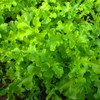 Green Salad Bowl Lettuce - (Lactuca sativa)