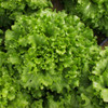 Green Salad Bowl Lettuce - (Lactuca sativa)