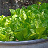 Jericho Lettuce - (Lactuca sativa) in a planter