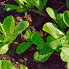 Jericho Lettuce Seedlings - (Lactuca sativa)