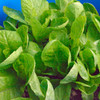 Jericho Lettuce - (Lactuca sativa)