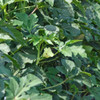 Louisiana Short Pod Okra flower and pods - (Abelmoschus esculentus)