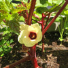 Red Burgundy Okra Flower - (Abelmoschus esculentus)