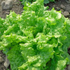 Gourmet Lettuce Seed Collection - Black Seeded Simpson Lettuce