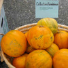 Fresh Picked Collective Farm Woman Melons - (Cucumis melo var. inodorus)