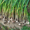 Freshly harvested Organic Music Garlic - (Allium sativum)