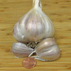 Organic Amish Garlic Head and Cloves - (Allium sativum)