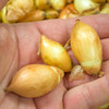 Sweet Candy Heirloom Onion Bulbs - (Allium cepa)