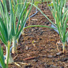 Sweet Candy Onions growing - (Allium cepa)