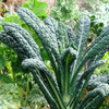 Cool Season Greens Collection - Lacinato Kale