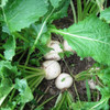 Cool Season Roots Collection - Seven Top Turnip