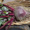 Cool Season Roots Collection - Bull's Blood Beet
