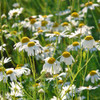 Aromatherapy Garden Heirloom Seed Collection - German Chamomile