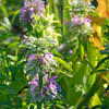 Butterfly Garden Seed Collection - Lemon Bee Balm
