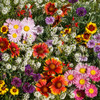 Hummingbird Garden Seed Collection - Fragrant Flower Mix