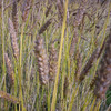 Ultimate Grain Collection - White Sonora Wheat