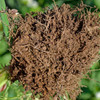 Soil Builder Seed Mix (Cover Crop)