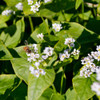 Bee on Buckwheat flowers - (Fagopyrum esculentum)