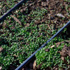 Crimson Clover Seeds - (Trifolium incarnatum)