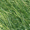 Cereal Rye - (Secale cereale)