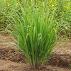 Lemongrass Plant
