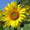 Skyscraper Sunflower  - (Helianthus annuus)