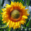 Skyscraper Sunflower  with bee - (Helianthus annuus)