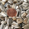 Heirloom Skyscraper Sunflower Seeds - (Helianthus annuus)