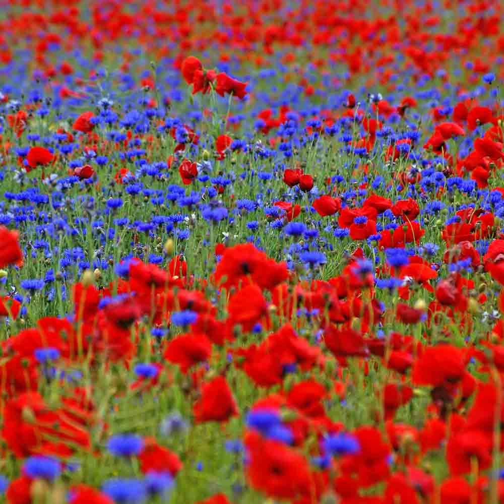 thumbnail image 2 of Dwarf Blue Bachelor Button Seeds – 300+ Cornflower Seeds For Garden, Cut Flowers, Deer Resistant & Drought Tolerant 2 of 13