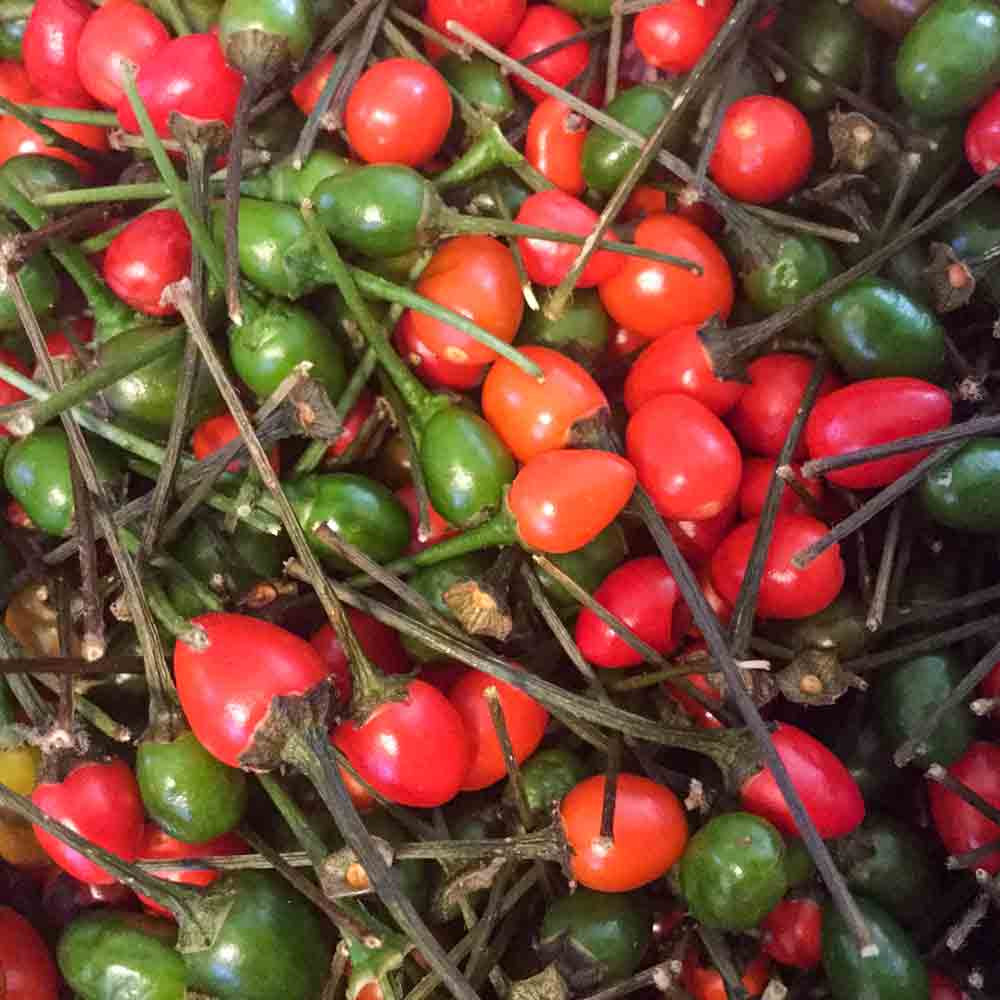 Heirloom Chiltepin Hot Pepper Seeds Terroir Seeds