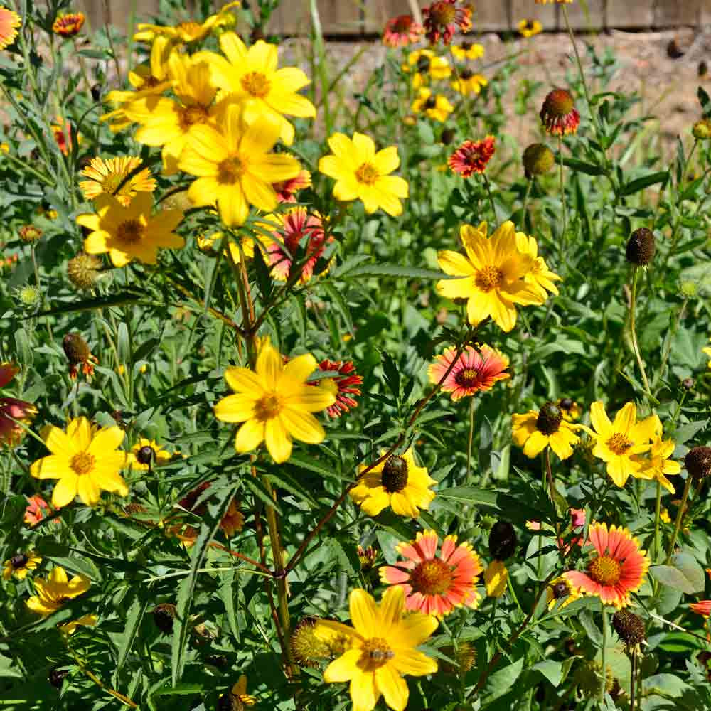 Native Heirloom Flower Mix for Monarchs Seeds Terroir Seeds