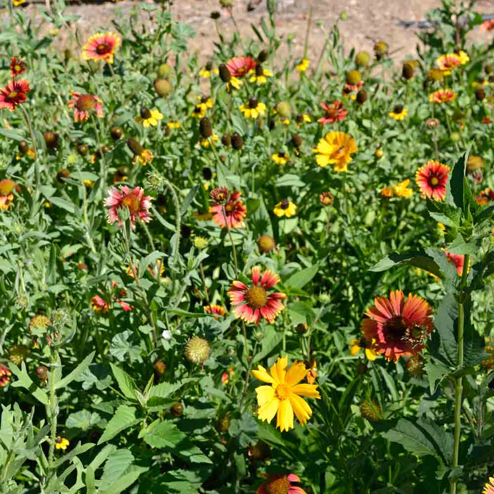 Native Heirloom Flower Mix for Monarchs Seeds Terroir Seeds