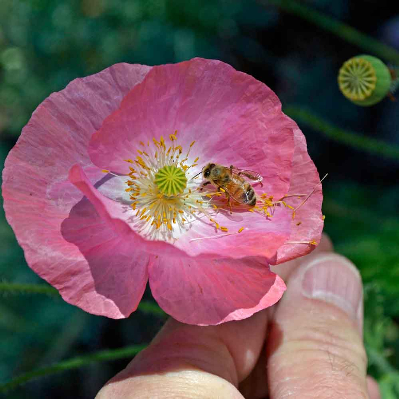 cornfield poppy seedlings