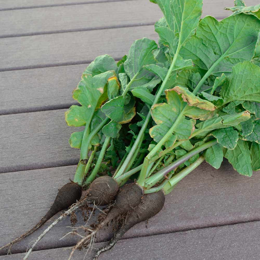 Black Spanish Round Heirloom Radish Seeds Terroir Seeds