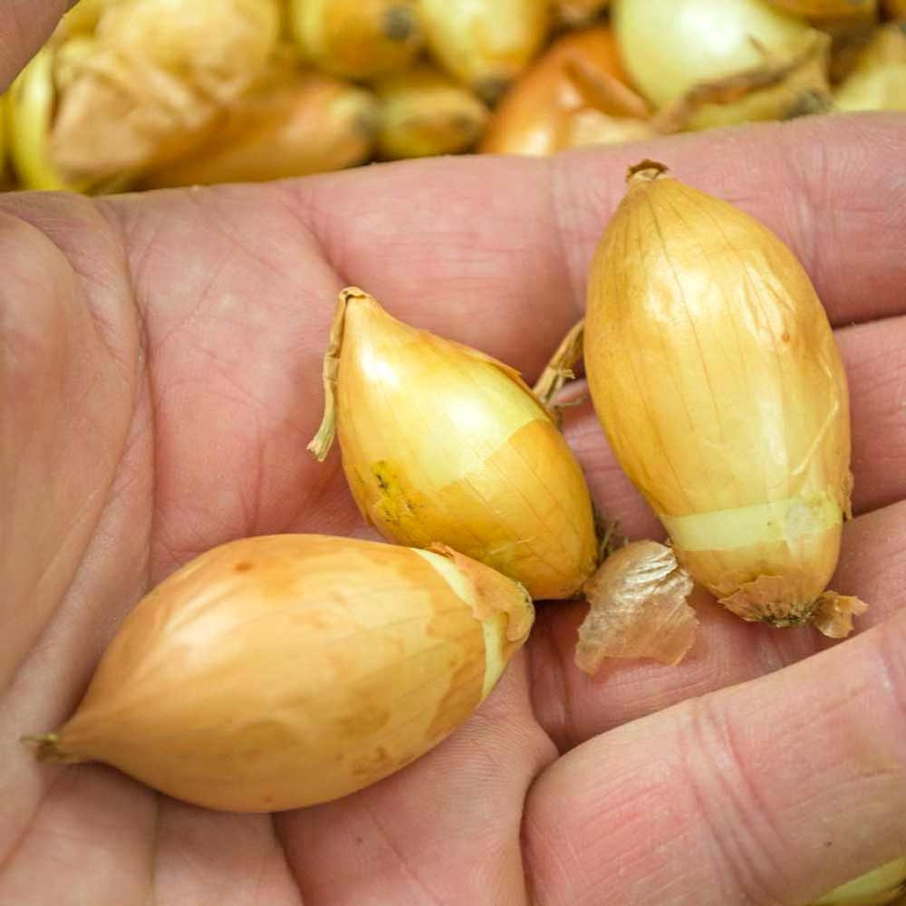 Heirloom Sweet Candy Onion Bulbs Terroir Seeds
