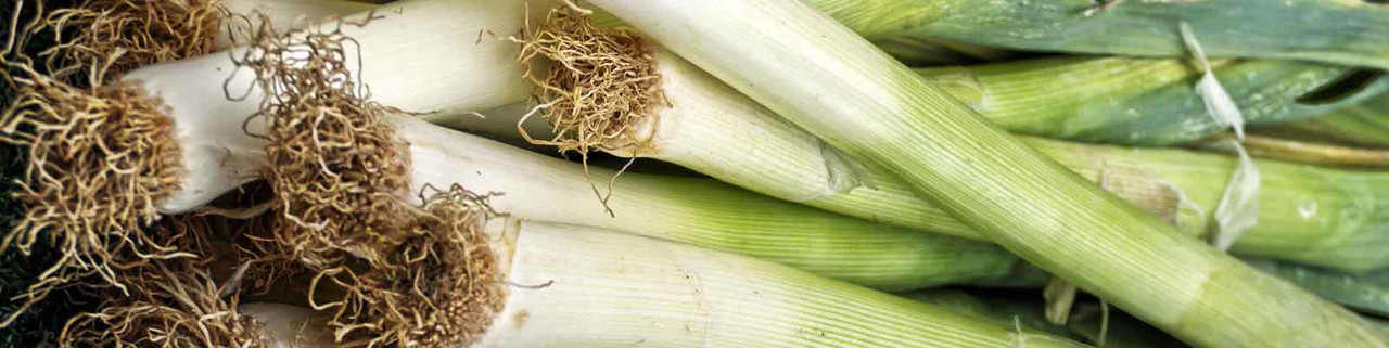 Leek Leek