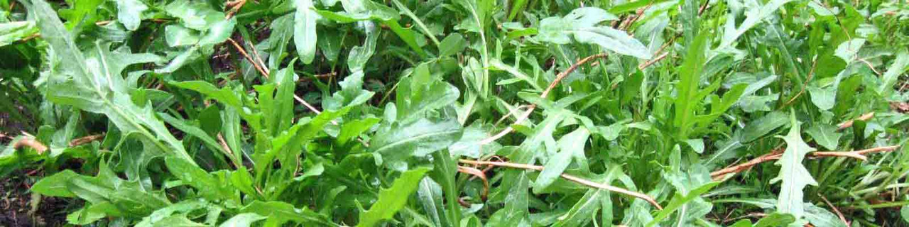 Arugula Arugula
