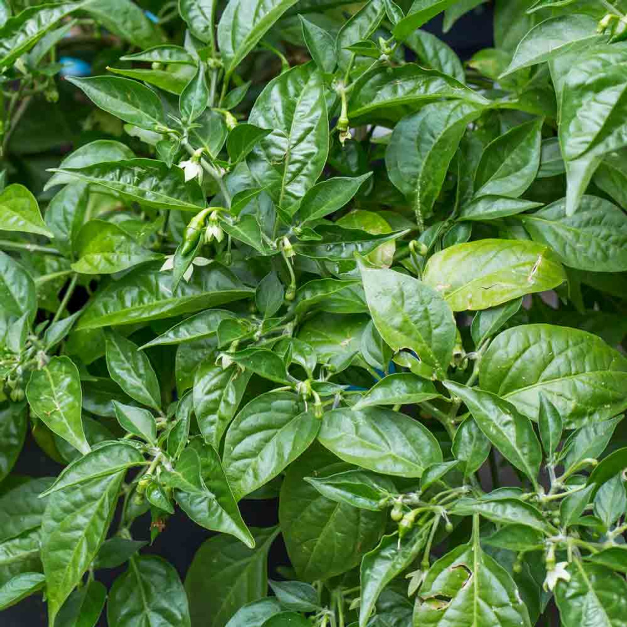 Lemon Drop Hot Pepper Organic Seeds – Hudson Valley Seed Company