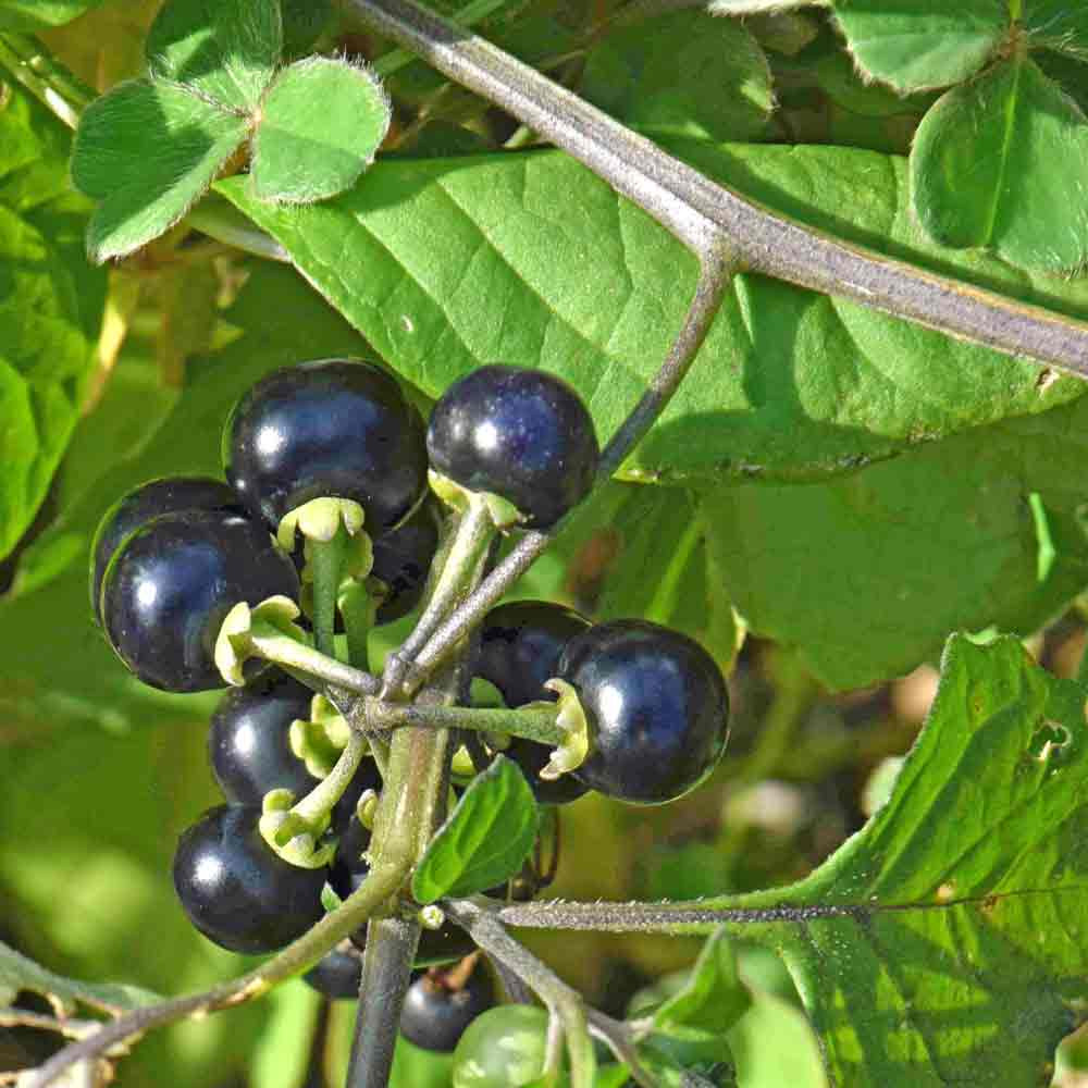 Huckleberry Ann