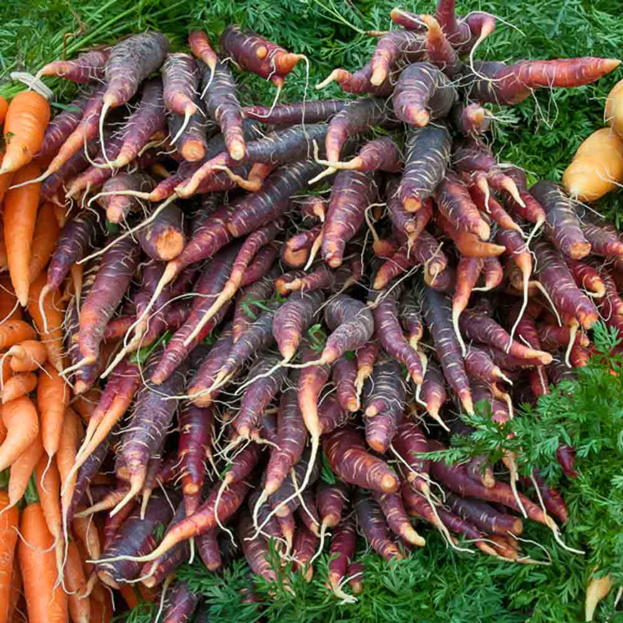 Daucus carota, five Carrots with long green stems, close up