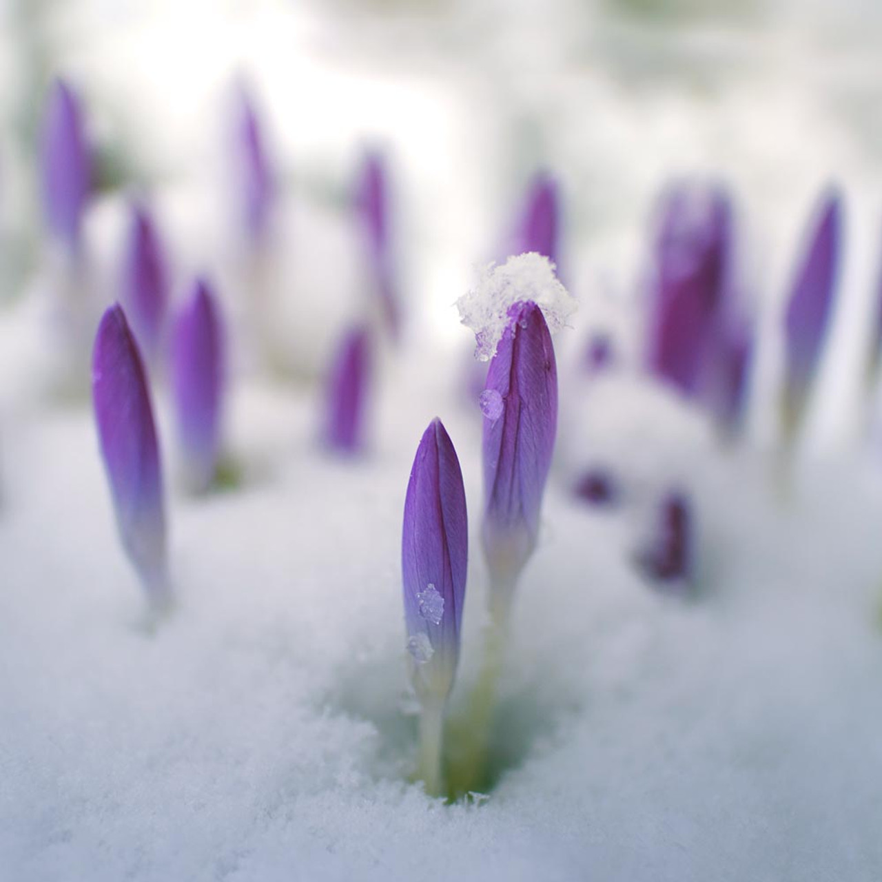 Image result for 2 crocuses in the snow