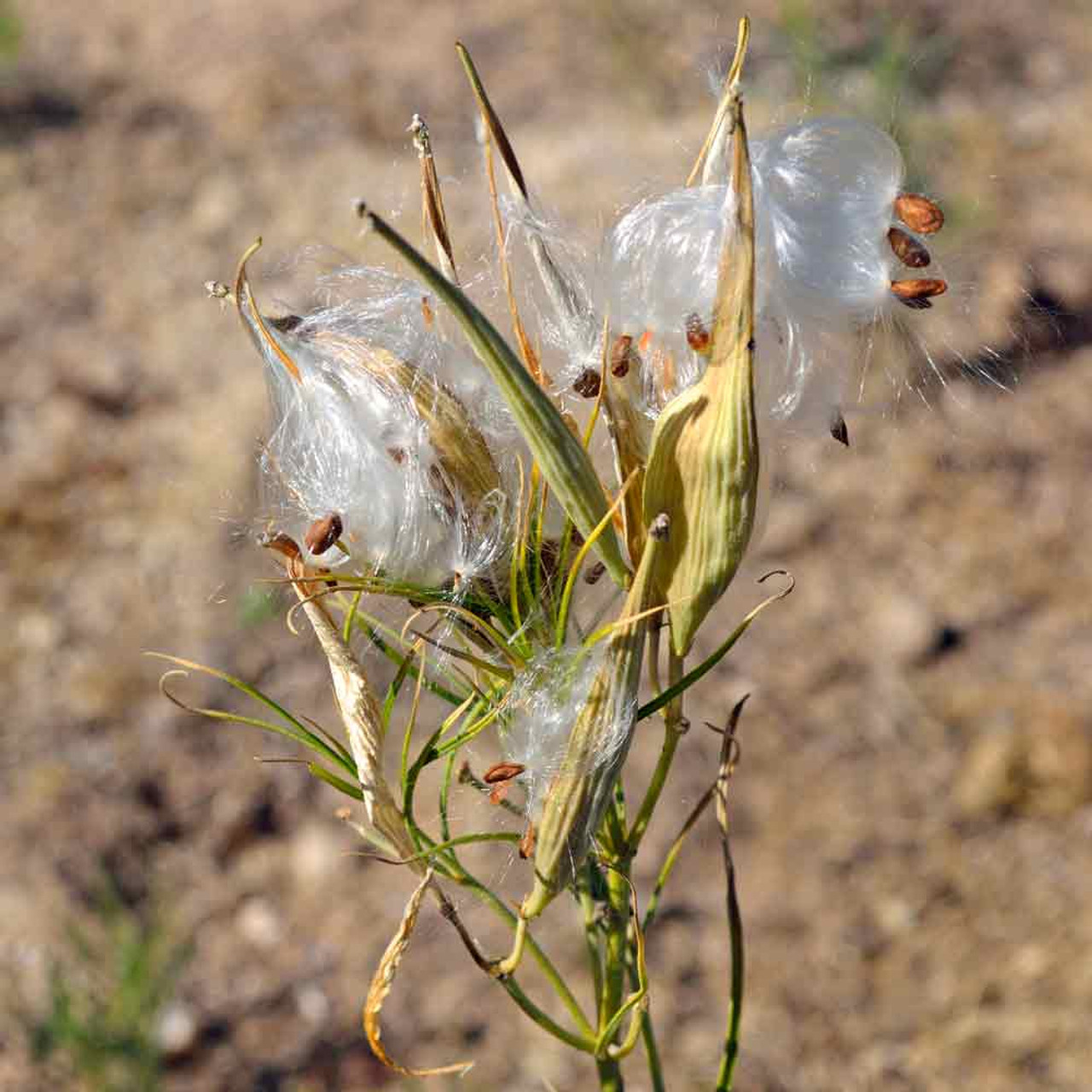 Image of Horsetail milkweed (Asclepias asperula) from pinterest.com