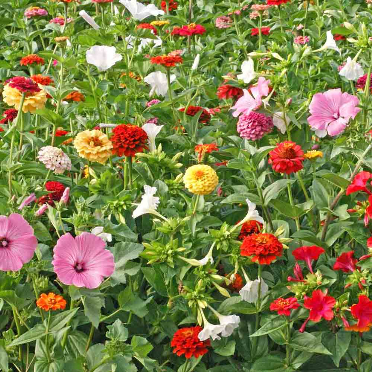 Cottage Garden Heirloom Flower Mix Seeds Terroir Seeds